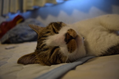 無防備なデブ猫