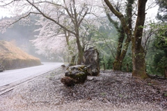 桜の道３