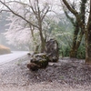 桜の道３