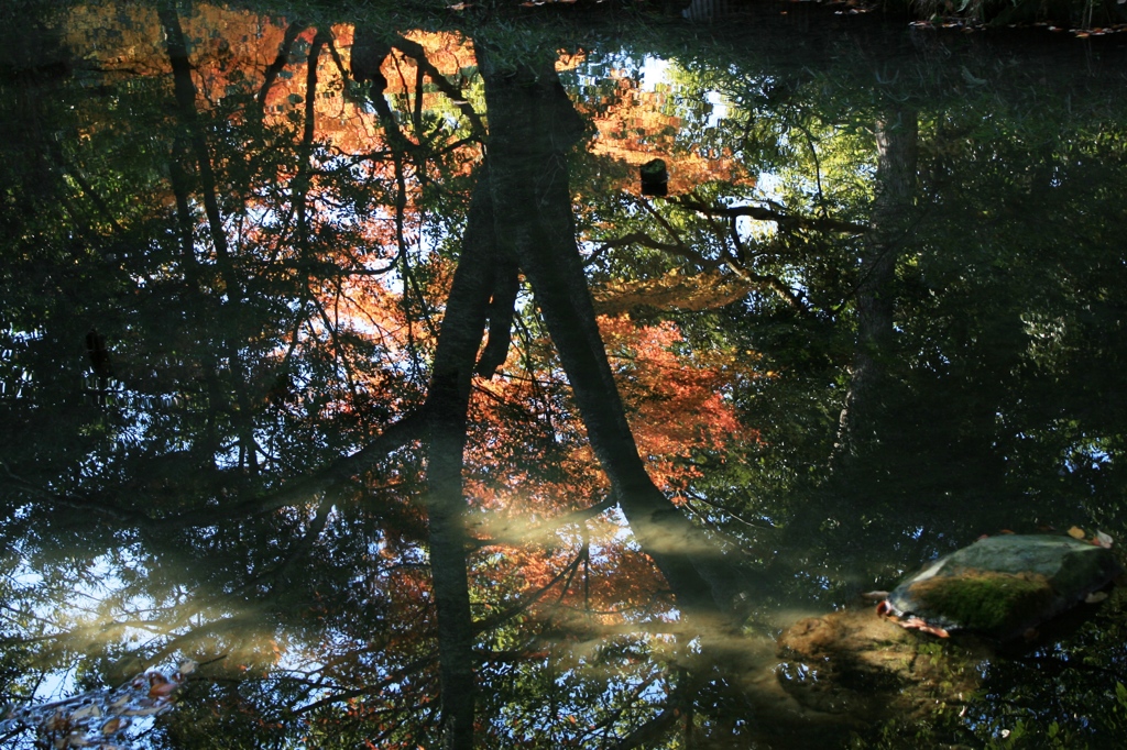 水の中の紅葉