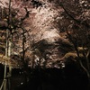 桜の回廊