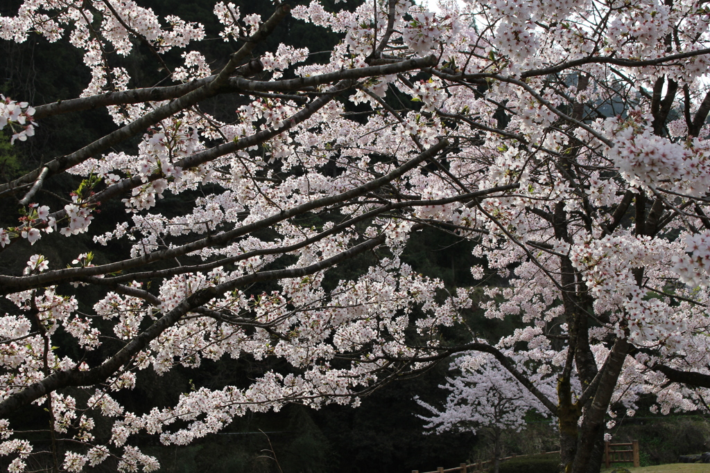 桜屏風