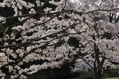 桜屏風