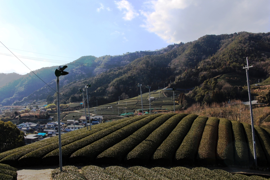 茶源郷４