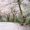 桜の道