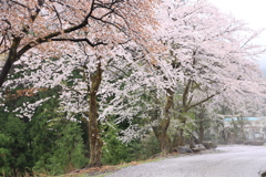 桜の道２