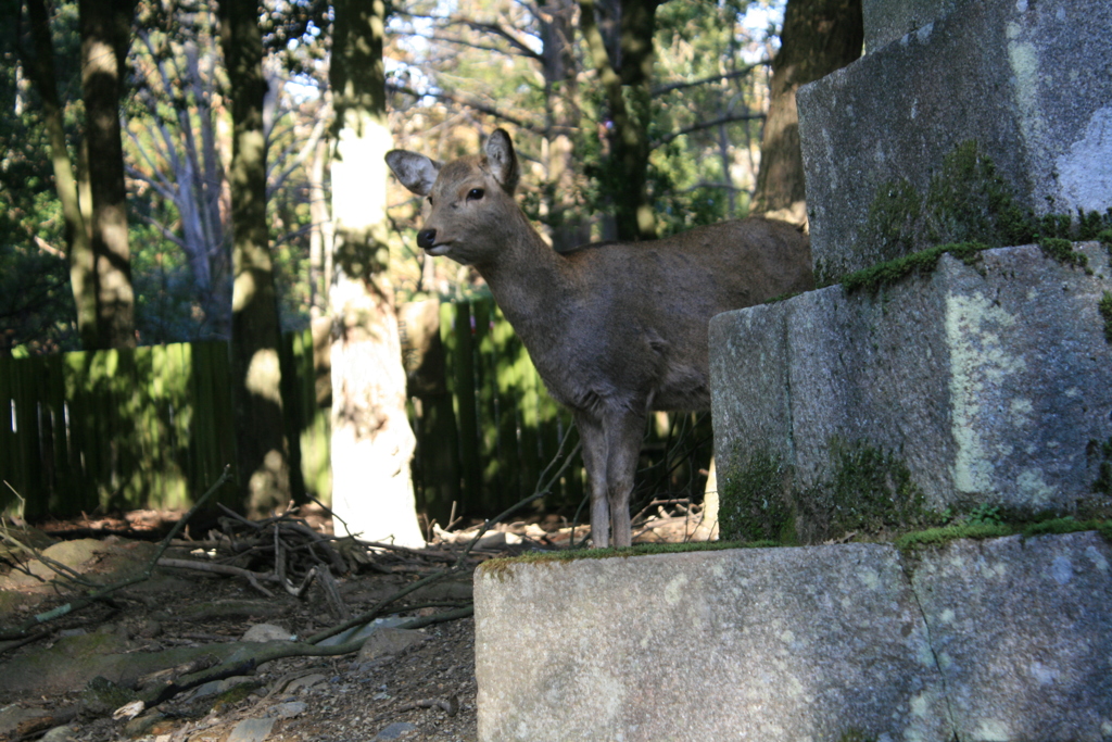 ふいに現れる