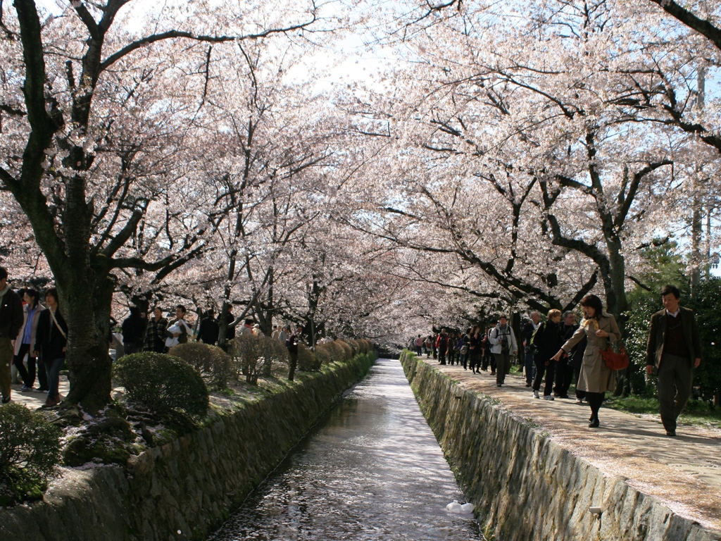 桜の川