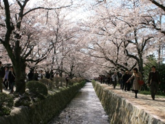 桜の川