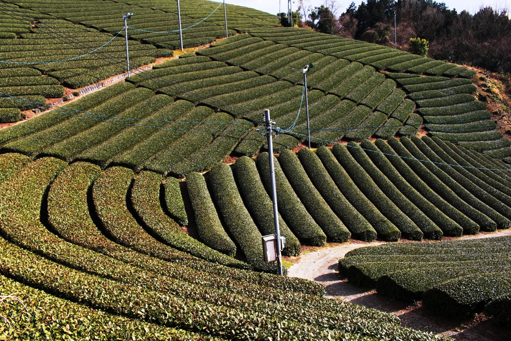 茶源郷２