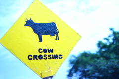 COW　CROSSING