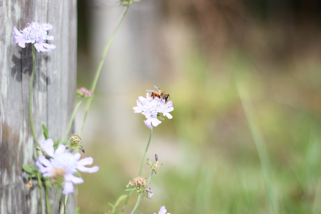 花と