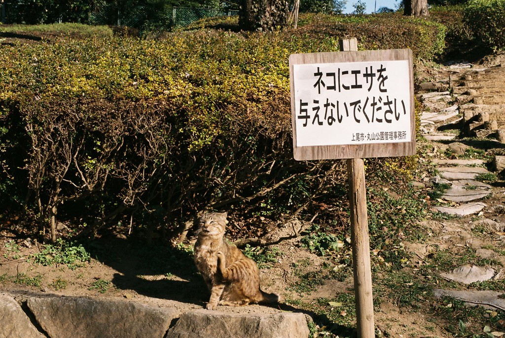 アウトロー・野良猫