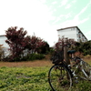 朽ちた自転車