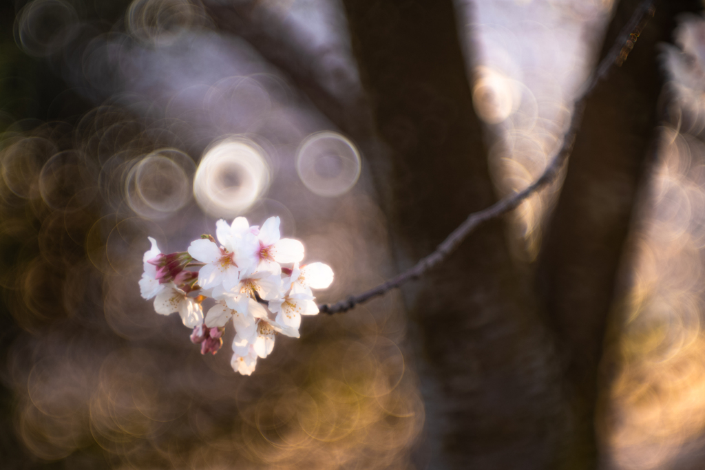 桜