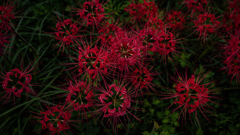 花火