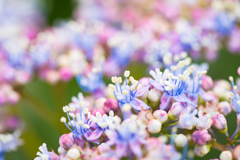 カラフル紫陽花