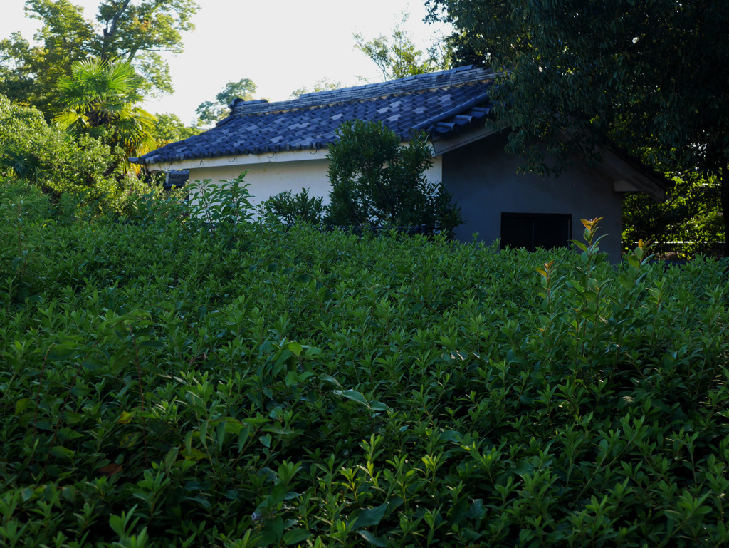 京都散策中