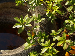 穏やかな冬の日差し