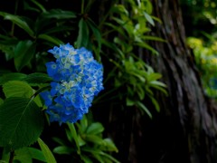 梅雨近し