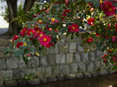 西木屋町の山茶花①