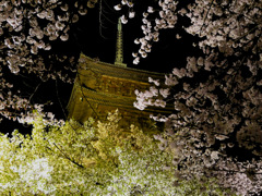 夜桜ライトアップ