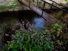 西木屋町高瀬川