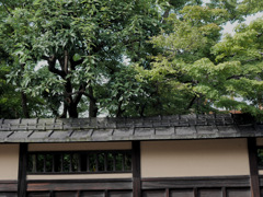 京都散策