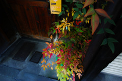 貴重な紅葉