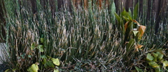 niwa