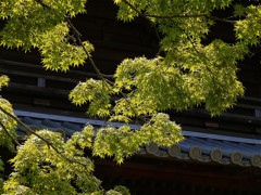 何時もの青
