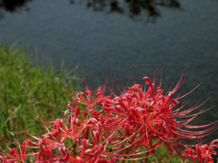 秋の花