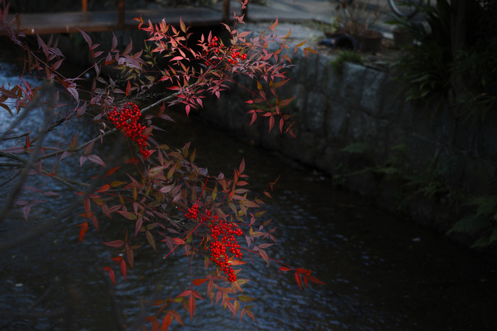 西木屋町の南天③