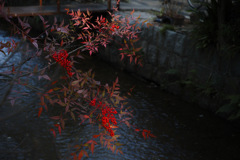 西木屋町の南天③