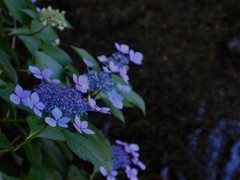 流石