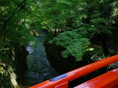 御土居の青紅葉