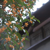 町屋と金木犀