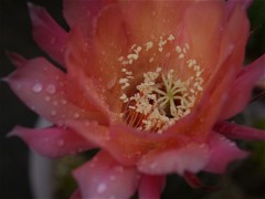 サボテンの花up