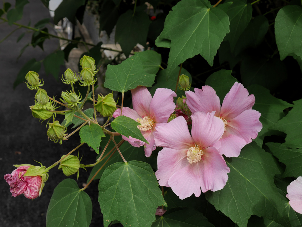 京都花屋町通りにて