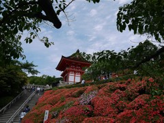 華やか