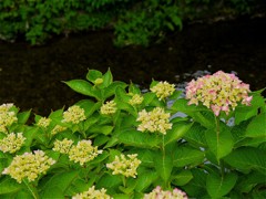 ま～だ蕾だよ