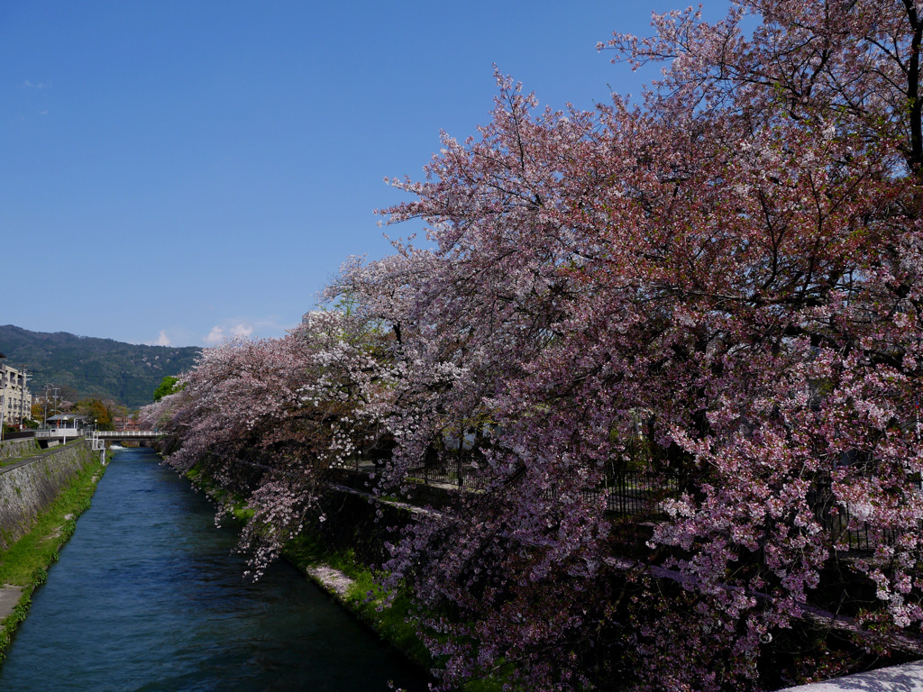 疎水めぐり①