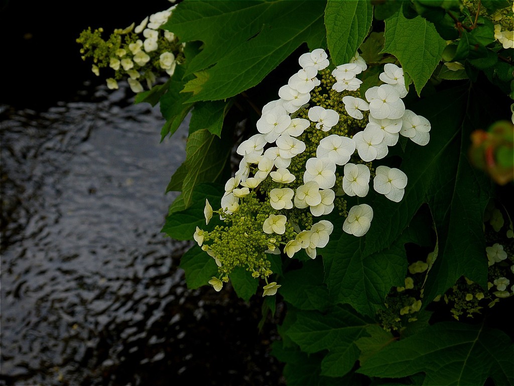 ま～だ蕾だよ