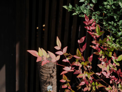 京都散策中