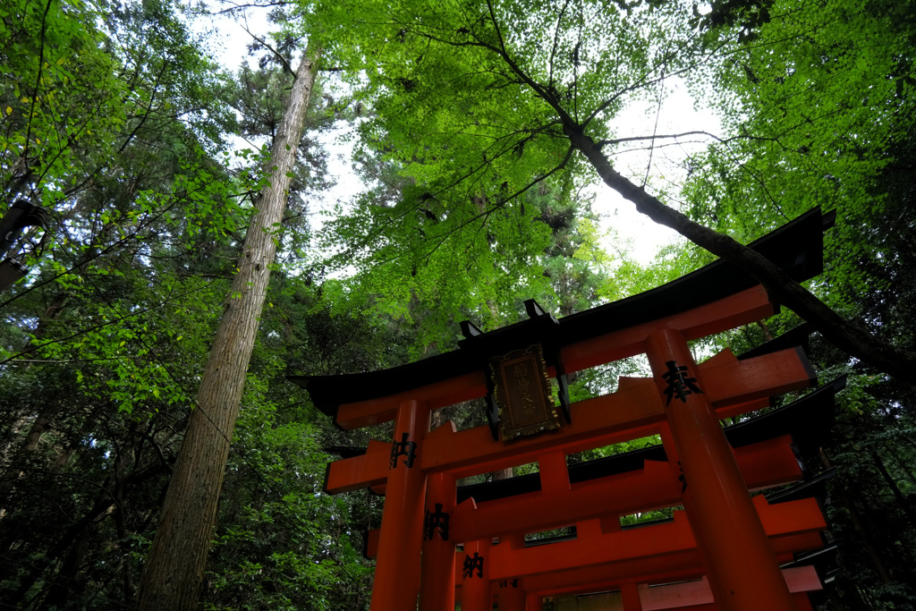 千本鳥居