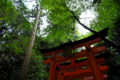 千本鳥居