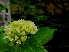 ま～だ蕾だよ