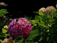 Bee