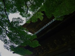 南禅寺の青紅葉