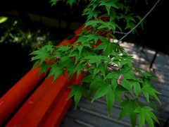 御土居の青紅葉